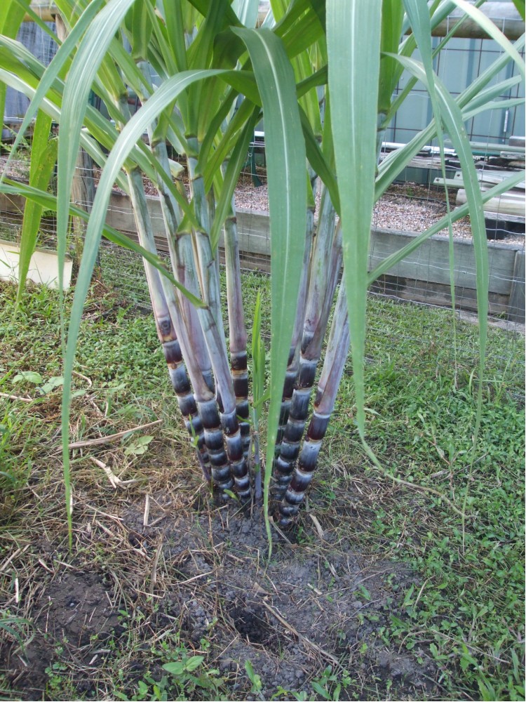 Black sugar cane - TROPICAL LOOKING PLANTS - Other Than Palms - PalmTalk