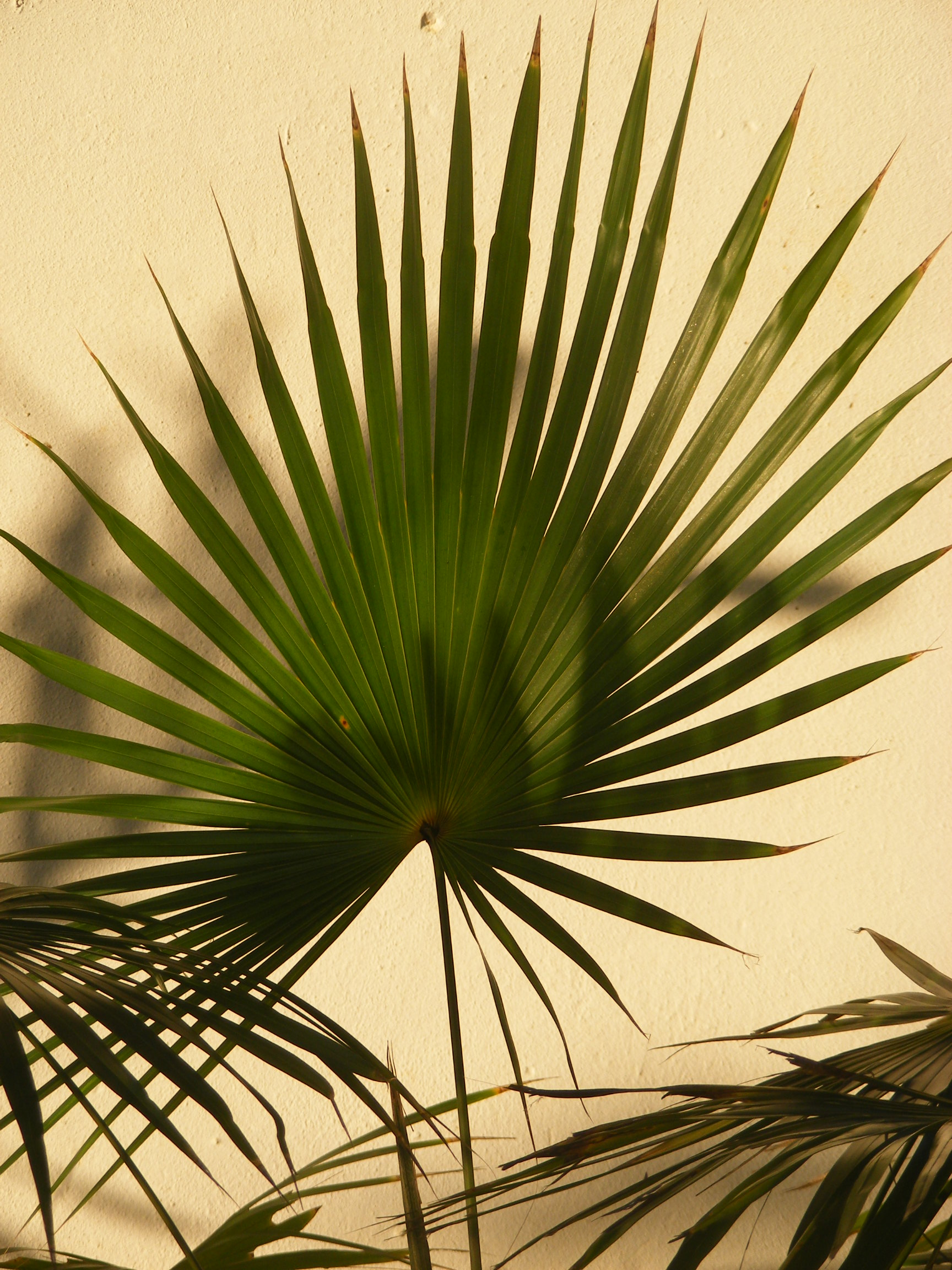 Palm leaf - DISCUSSING PALM TREES WORLDWIDE - PalmTalk