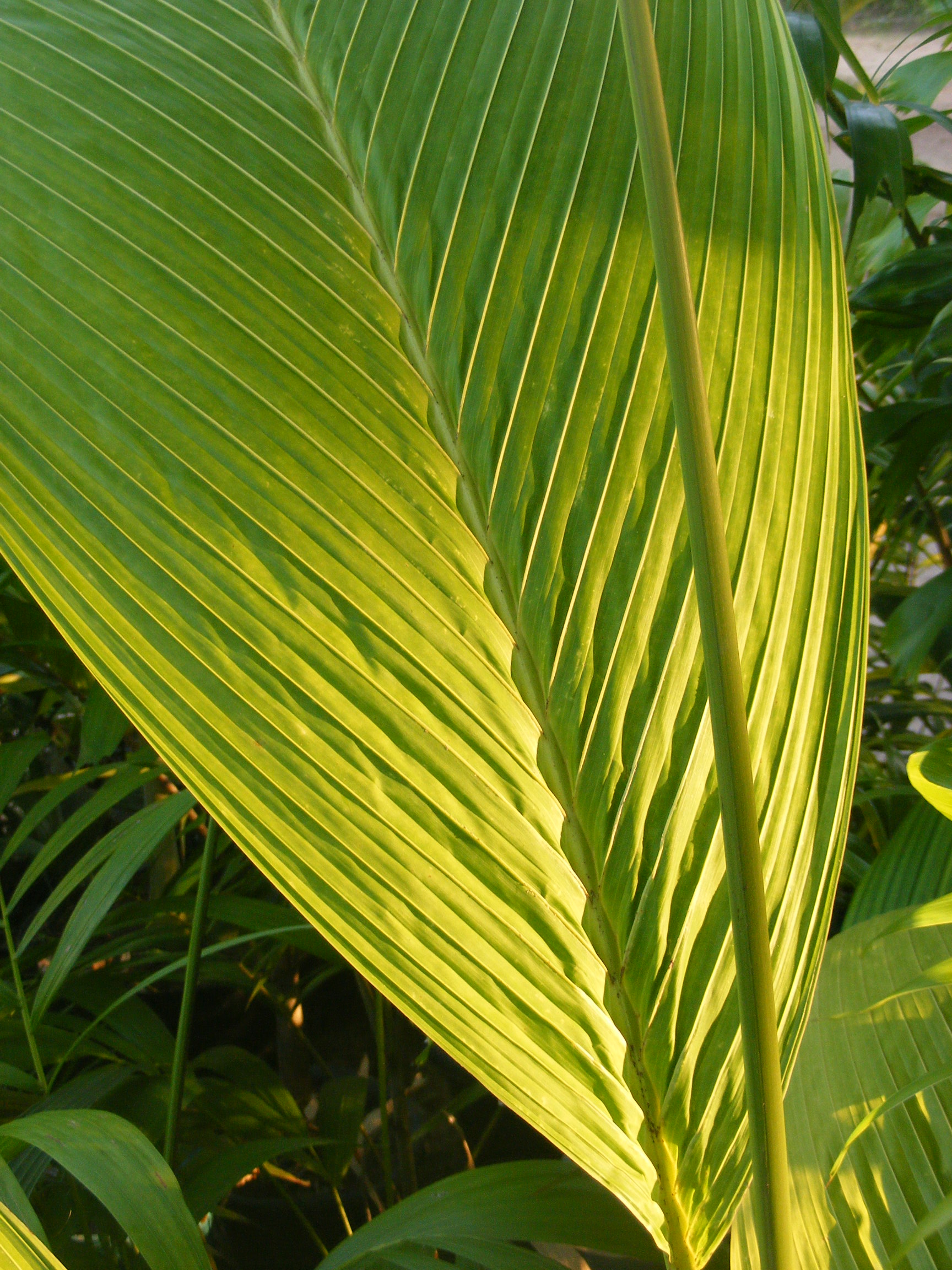 Palm leaf - DISCUSSING PALM TREES WORLDWIDE - PalmTalk