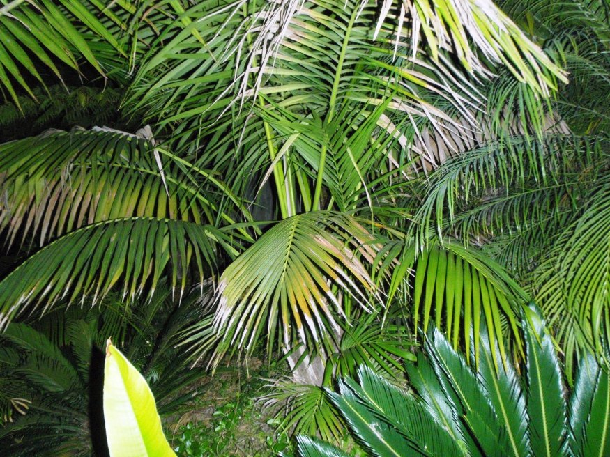 H. forsteriana in the dark - DISCUSSING PALM TREES WORLDWIDE - PalmTalk