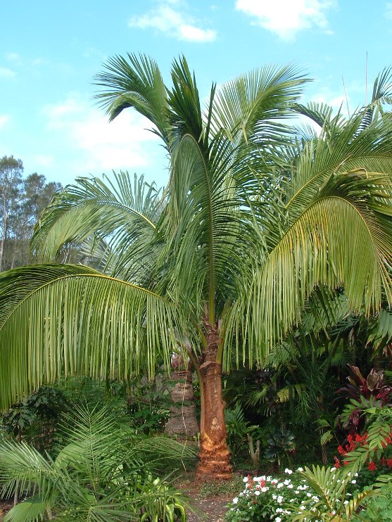 Beccariophoenix madagascariensis - DISCUSSING PALM TREES WORLDWIDE