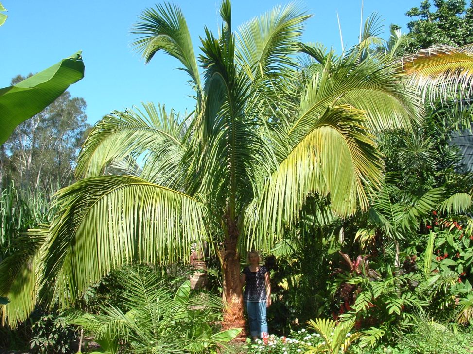 Beccariophoenix madagascariensis - DISCUSSING PALM TREES WORLDWIDE ...