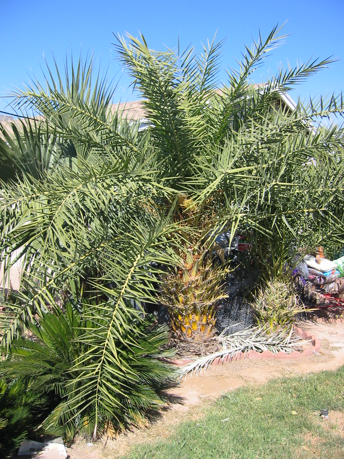 Phoenix hanceana DISCUSSING PALM TREES WORLDWIDE PalmTalk