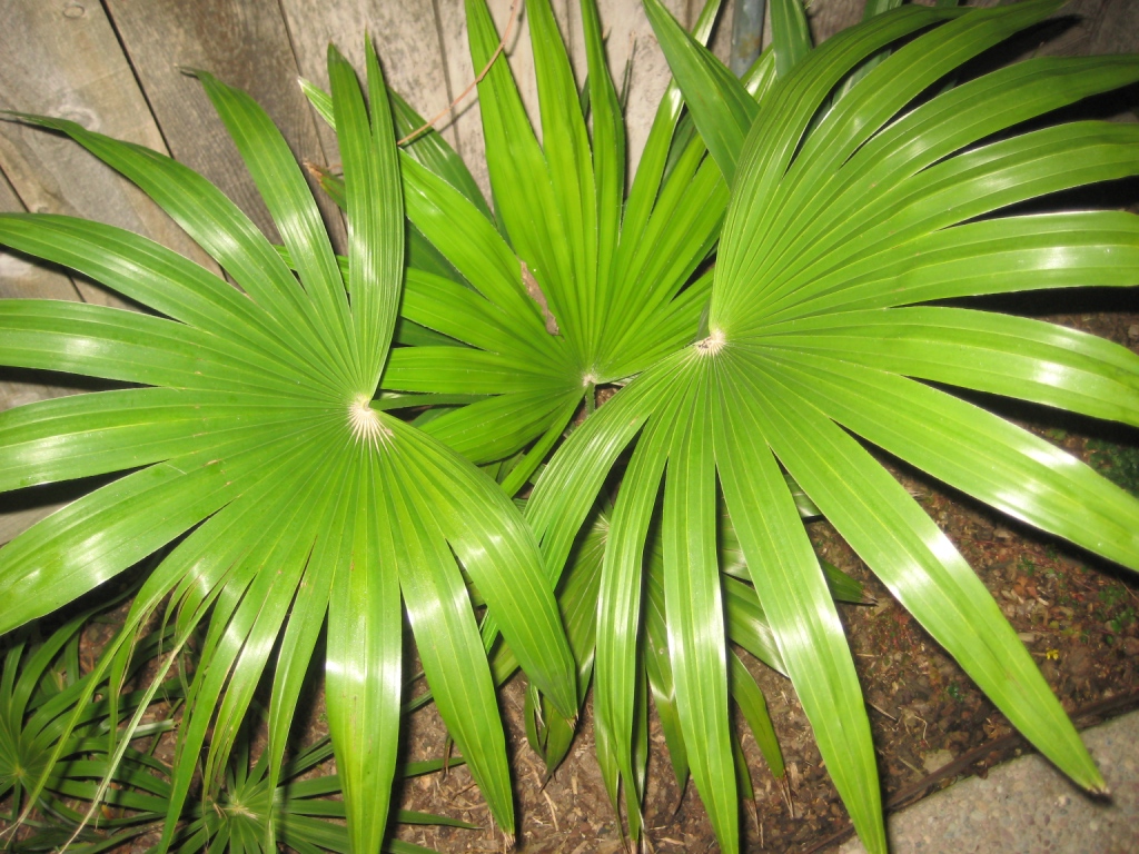 Trachycarpus latisectus - DISCUSSING PALM TREES WORLDWIDE - PalmTalk