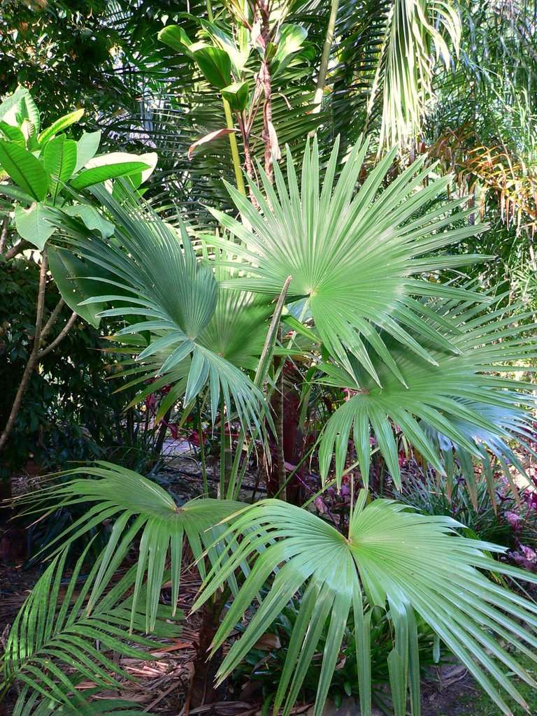 Trachycarpus latisectus - DISCUSSING PALM TREES WORLDWIDE - PalmTalk