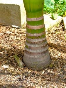 Archontophoenix alexandrae var beatricea DISCUSSING PALM TREES