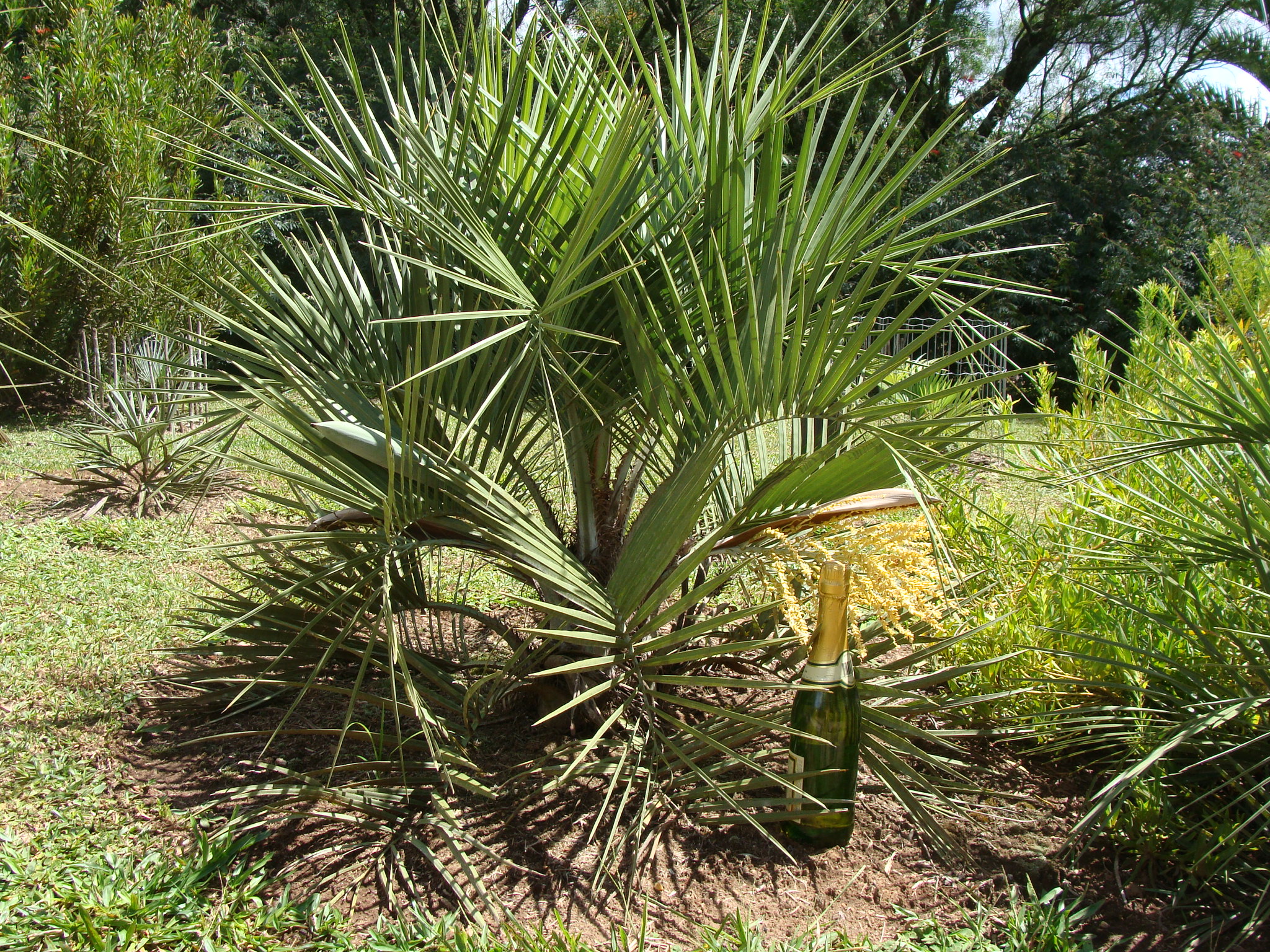 Some more unusual Butias in my garden - DISCUSSING PALM TREES WORLDWIDE ...