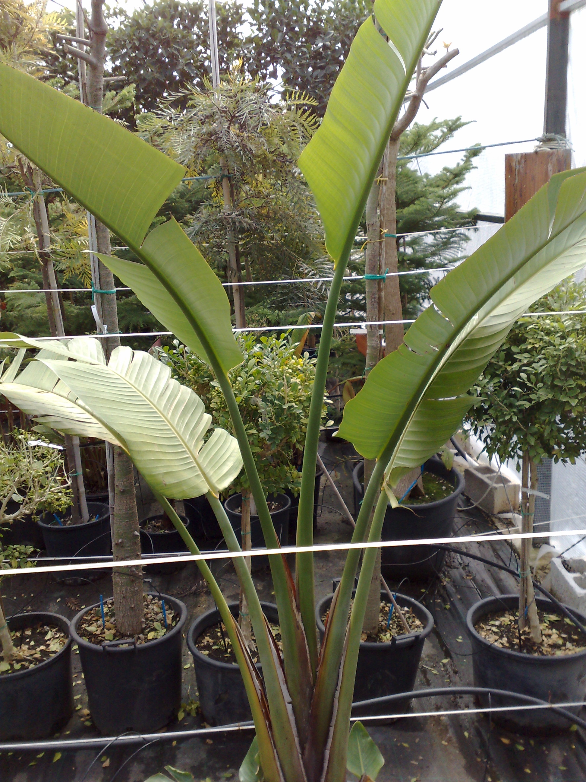 Strelitzia alba/augusta or Ravenala madagascariensis ? - TROPICAL ...