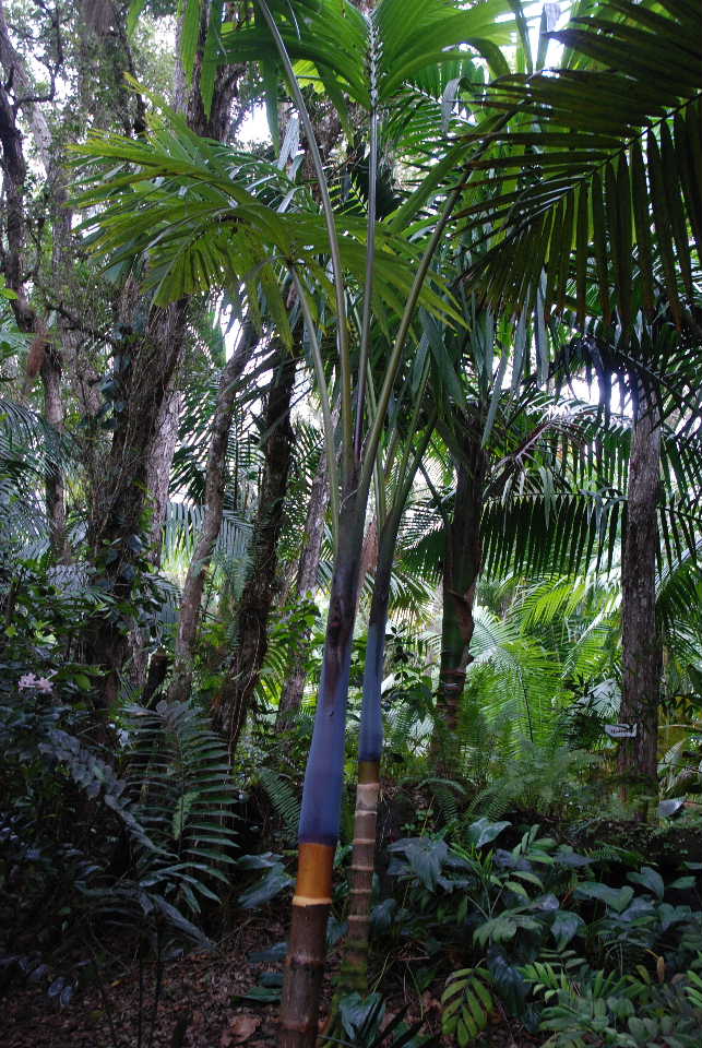 paradise island 2 tree of life which hotel gives flowers