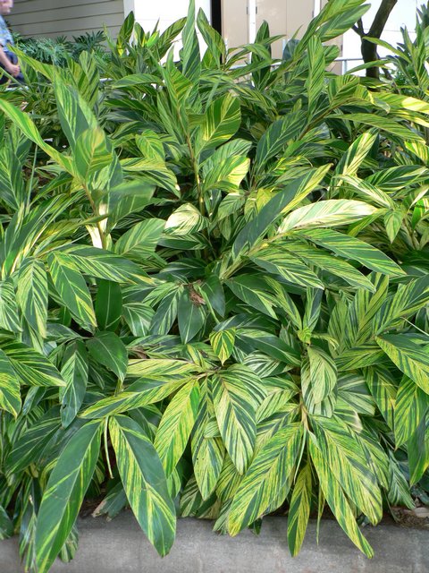 Cool Variegated Plant All Over Florida - TROPICAL LOOKING PLANTS ...