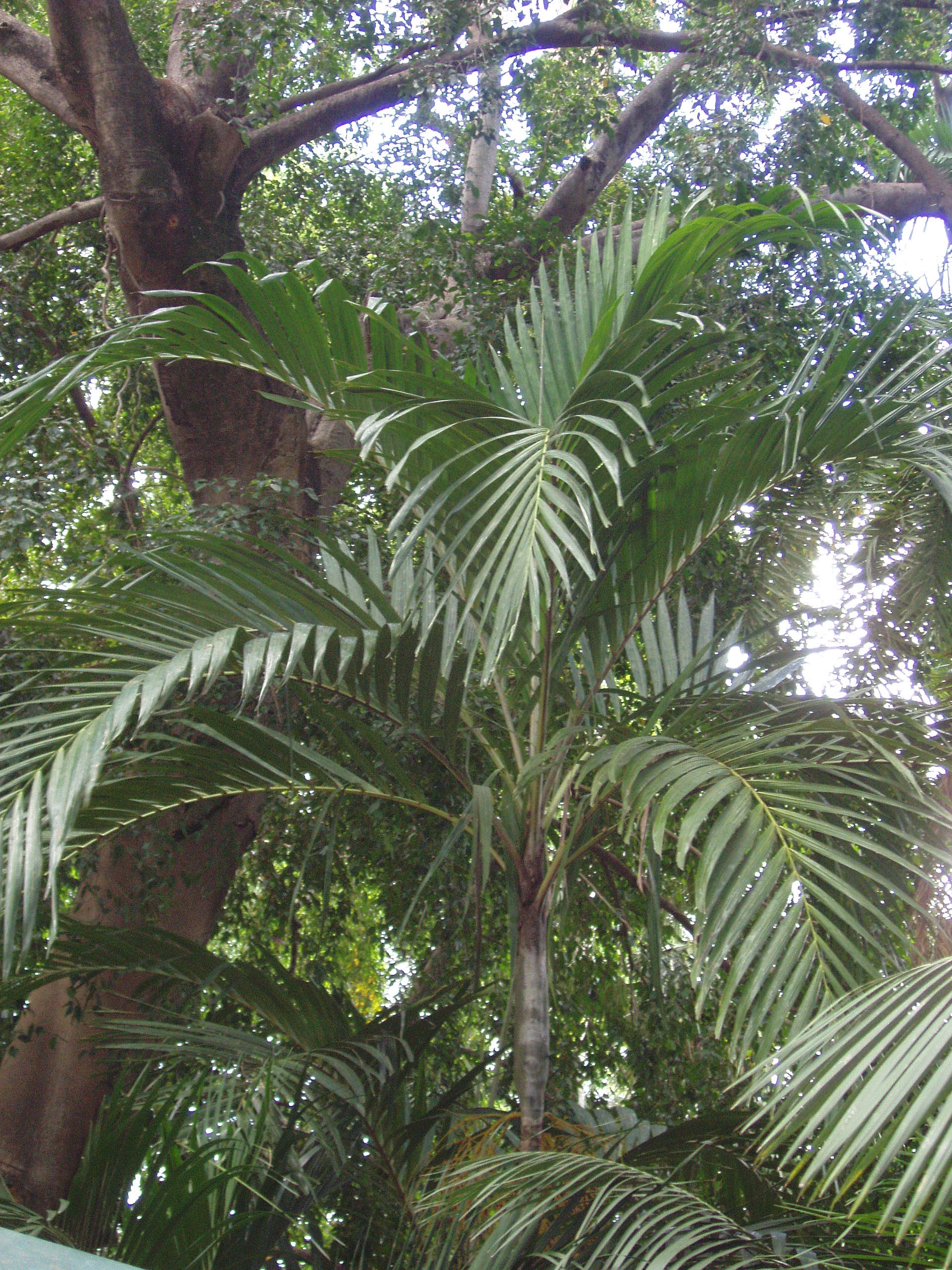 Ptychosperma elegans - DISCUSSING PALM TREES WORLDWIDE - PalmTalk