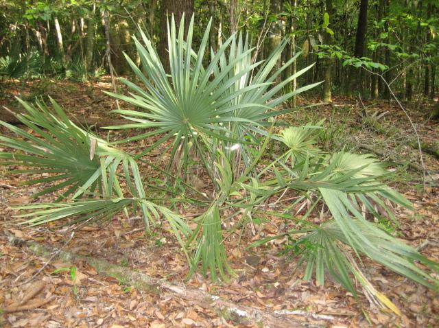 Native Arkansas sabal minor palms - DISCUSSING PALM TREES WORLDWIDE ...