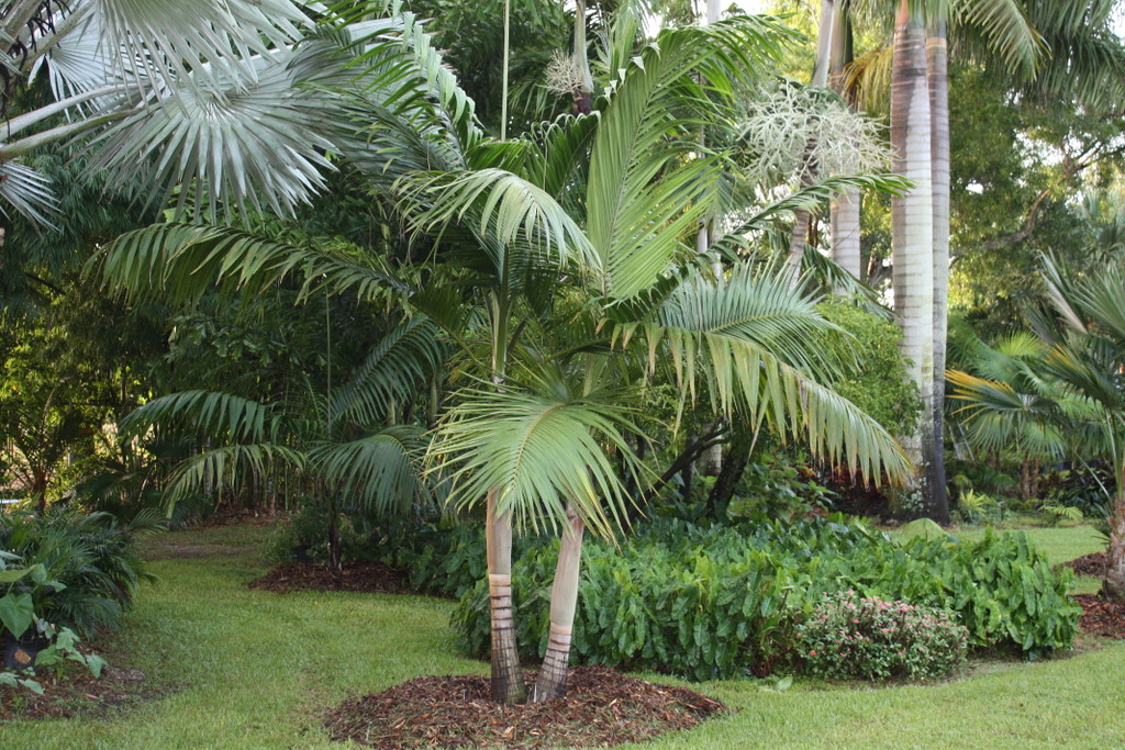 Another Palm ID - DISCUSSING PALM TREES WORLDWIDE - PalmTalk