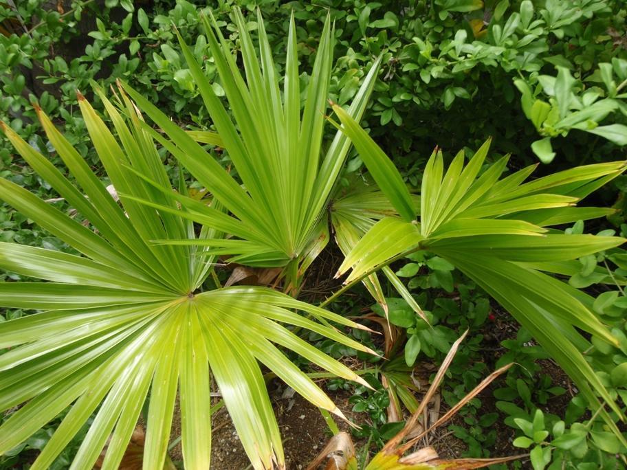 Livistona speciosa - DISCUSSING PALM TREES WORLDWIDE - PalmTalk