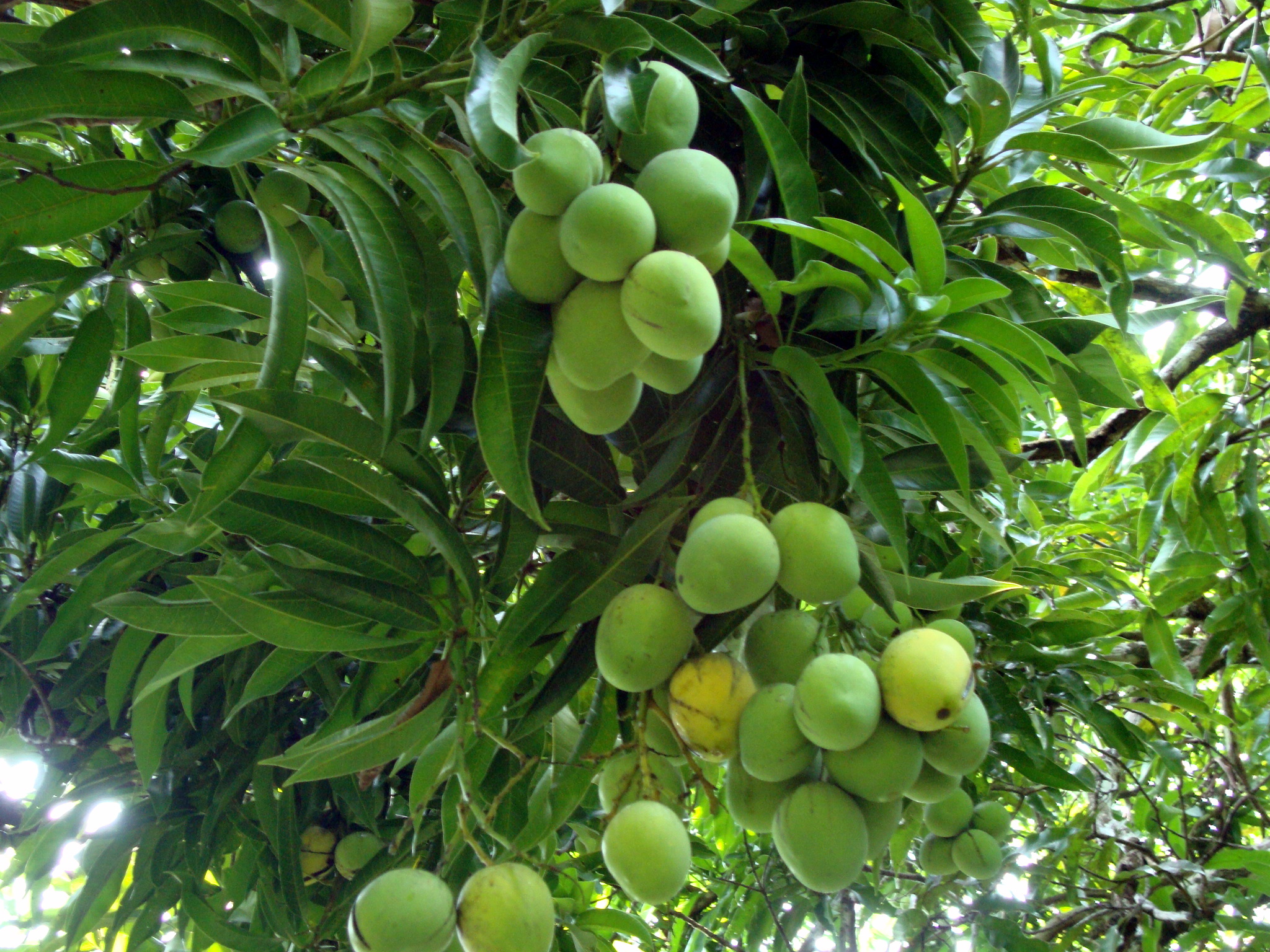 Mango season has started! - TROPICAL LOOKING PLANTS - Other Than Palms ...