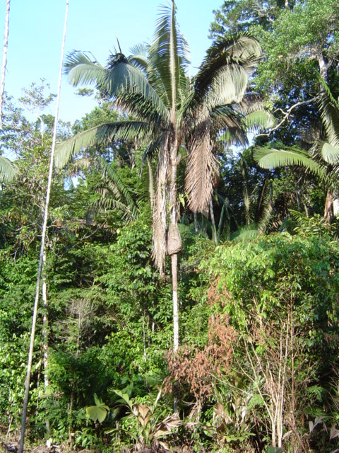 Oenocarpus bataua - DISCUSSING PALM TREES WORLDWIDE - PalmTalk