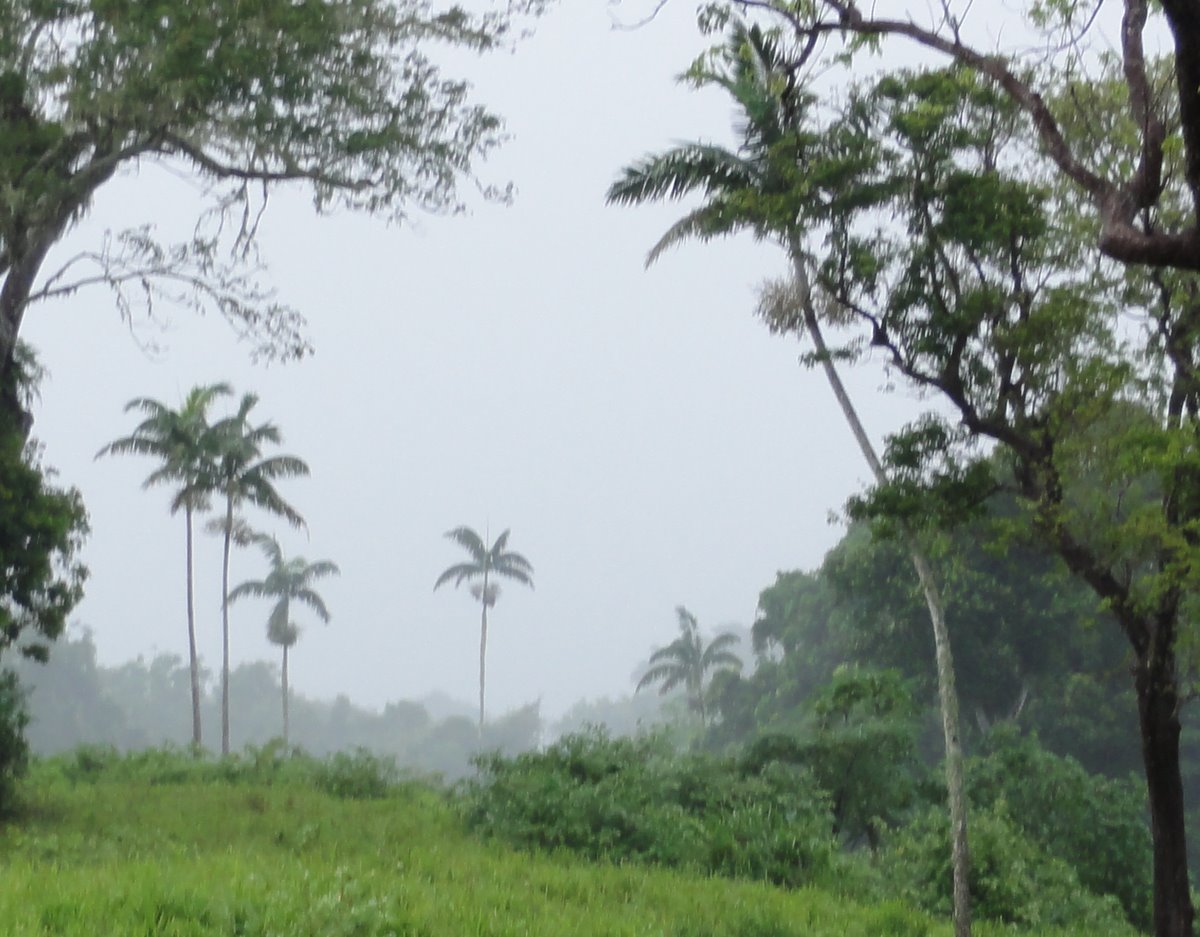 Vanuatu Palms - TRAVEL LOGS - PalmTalk