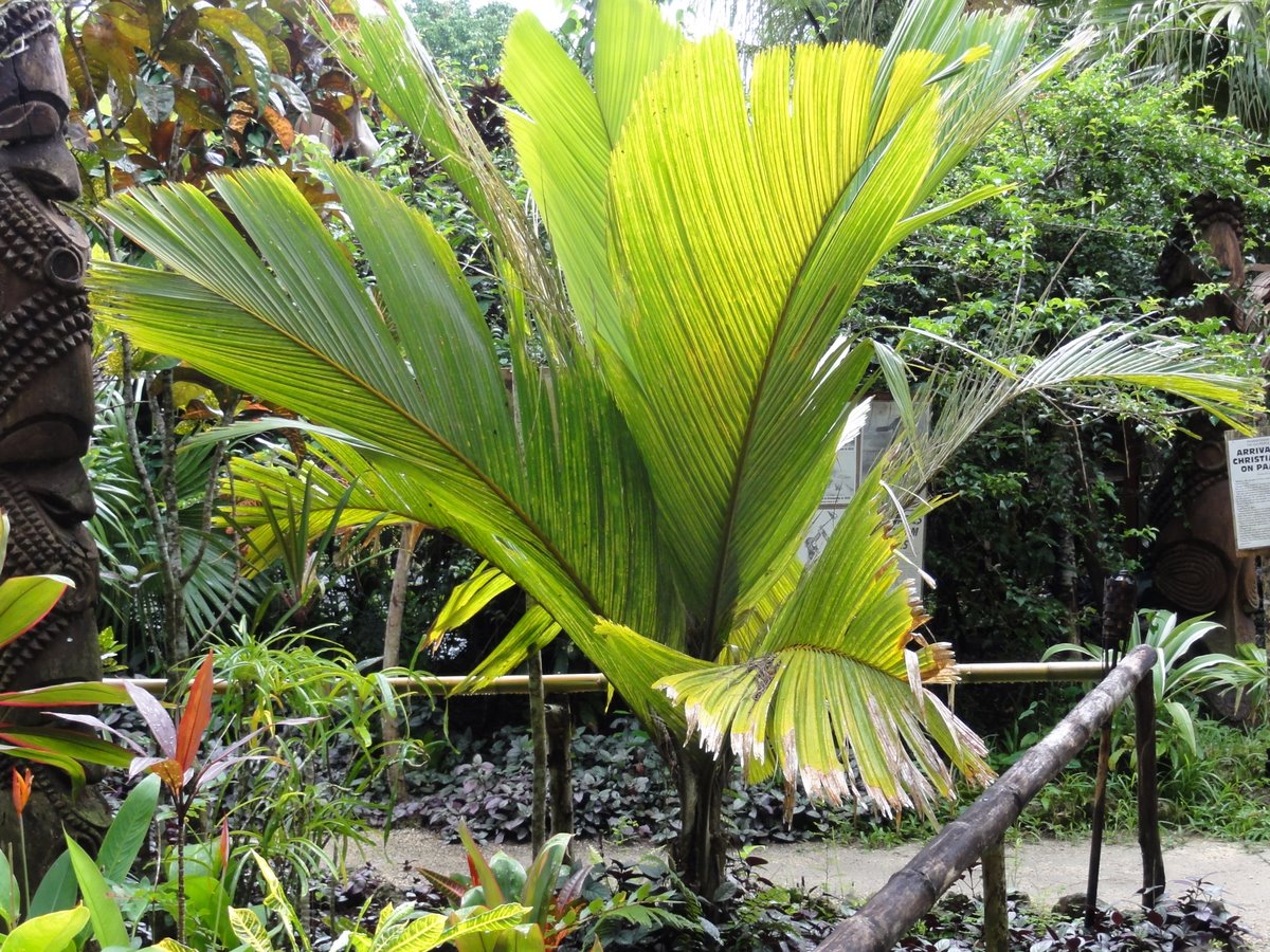 Vanuatu Palms - TRAVEL LOGS - PalmTalk