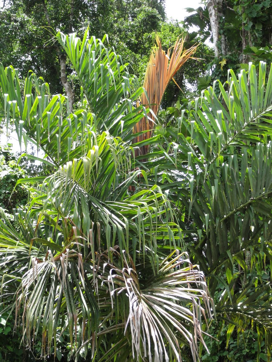 Vanuatu Palms - TRAVEL LOGS - PalmTalk