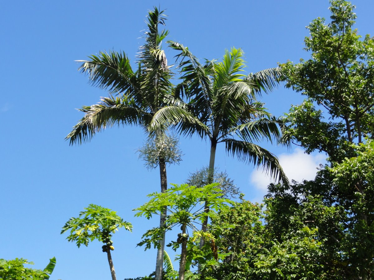 Vanuatu Palms - TRAVEL LOGS - PalmTalk