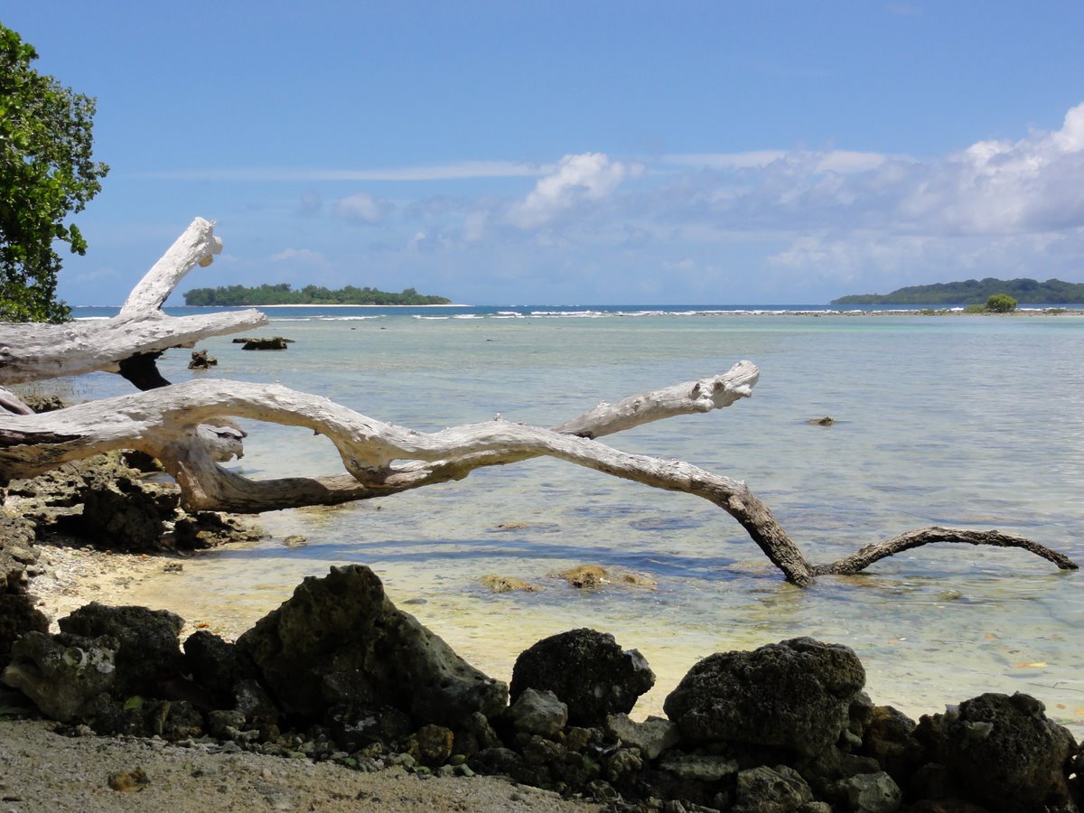 Vanuatu Palms - TRAVEL LOGS - PalmTalk