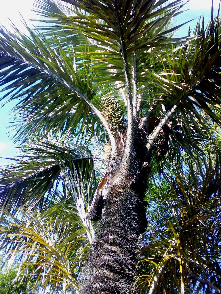 Spiny Palms - DISCUSSING PALM TREES WORLDWIDE - PalmTalk