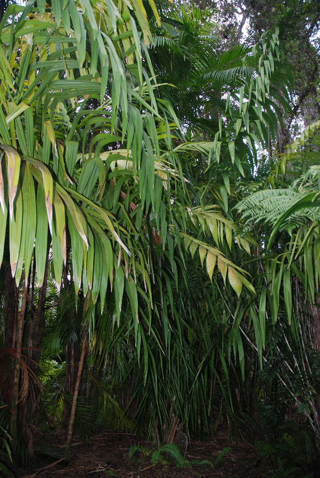 Phytelephas macrocarpa - DISCUSSING PALM TREES WORLDWIDE - PalmTalk