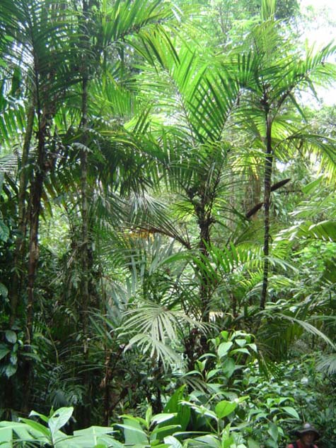 Costa Rica - native palms - IPS BIENNIALS - PalmTalk