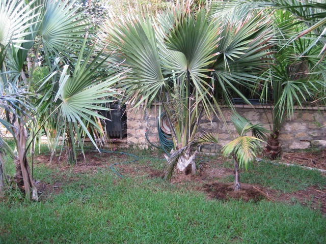 SABAL? - DISCUSSING PALM TREES WORLDWIDE - PalmTalk