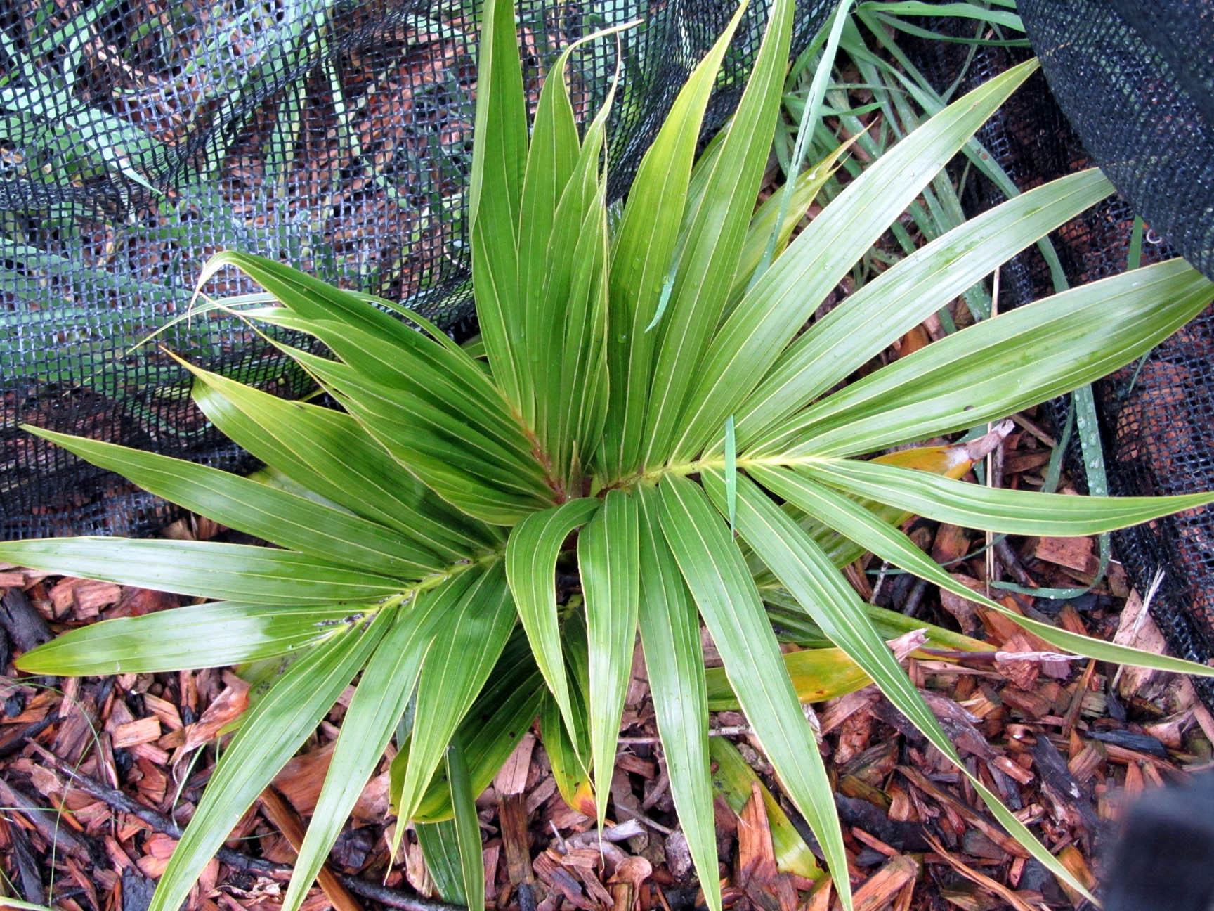 Jonathan's Oceanic palms in Tasmania - DISCUSSING PALM TREES WORLDWIDE ...