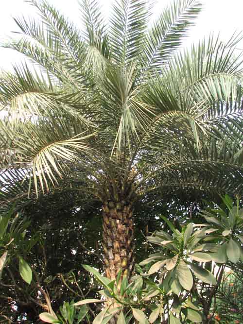 Phoenix Robusta - DISCUSSING PALM TREES WORLDWIDE - PalmTalk