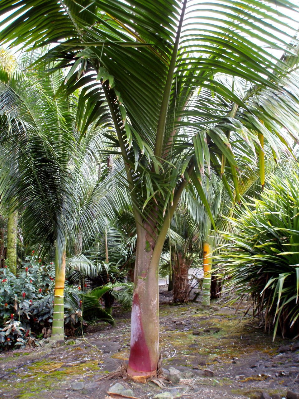 Lemurophoenix halleuxii - DISCUSSING PALM TREES WORLDWIDE - PalmTalk