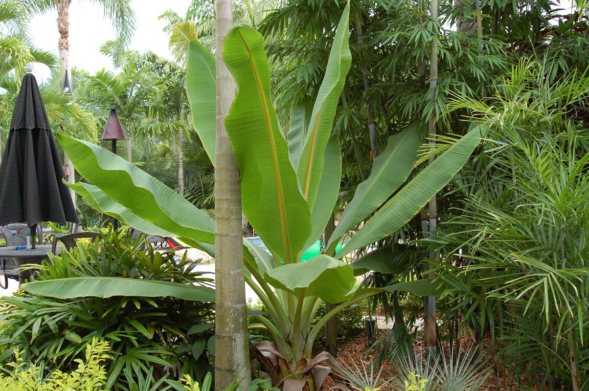 Ensete ventricosum - TROPICAL LOOKING PLANTS - Other Than Palms - PalmTalk