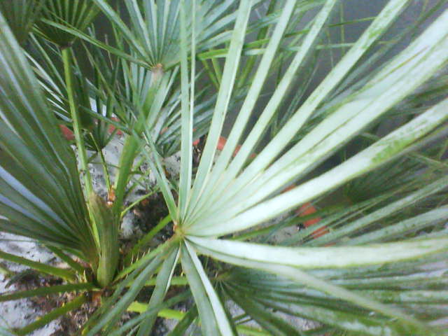 bottle palm in the ground zone 8 - DISCUSSING PALM TREES WORLDWIDE ...