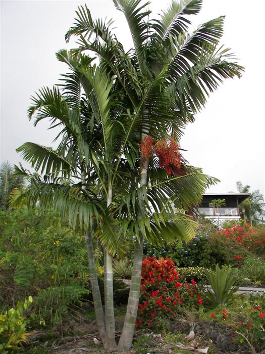 Dypsis Pembana - DISCUSSING PALM TREES WORLDWIDE - PalmTalk