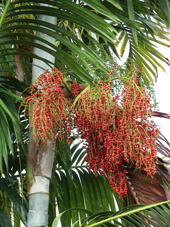 Dypsis Pembana - DISCUSSING PALM TREES WORLDWIDE - PalmTalk