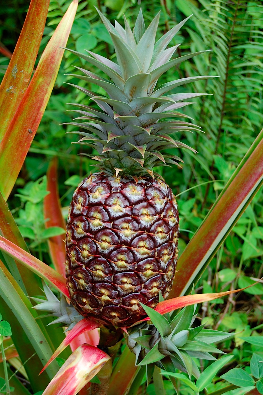 When to harvest pineapple? - TROPICAL LOOKING PLANTS - Other Than Palms ...