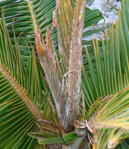 Palm disease? - DISCUSSING PALM TREES WORLDWIDE - PalmTalk