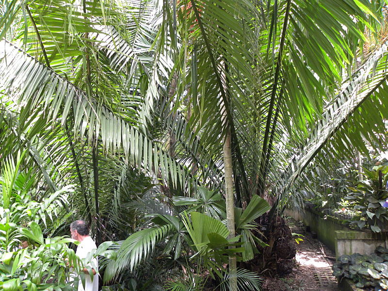 Phytelephas macrocarpa - DISCUSSING PALM TREES WORLDWIDE - PalmTalk