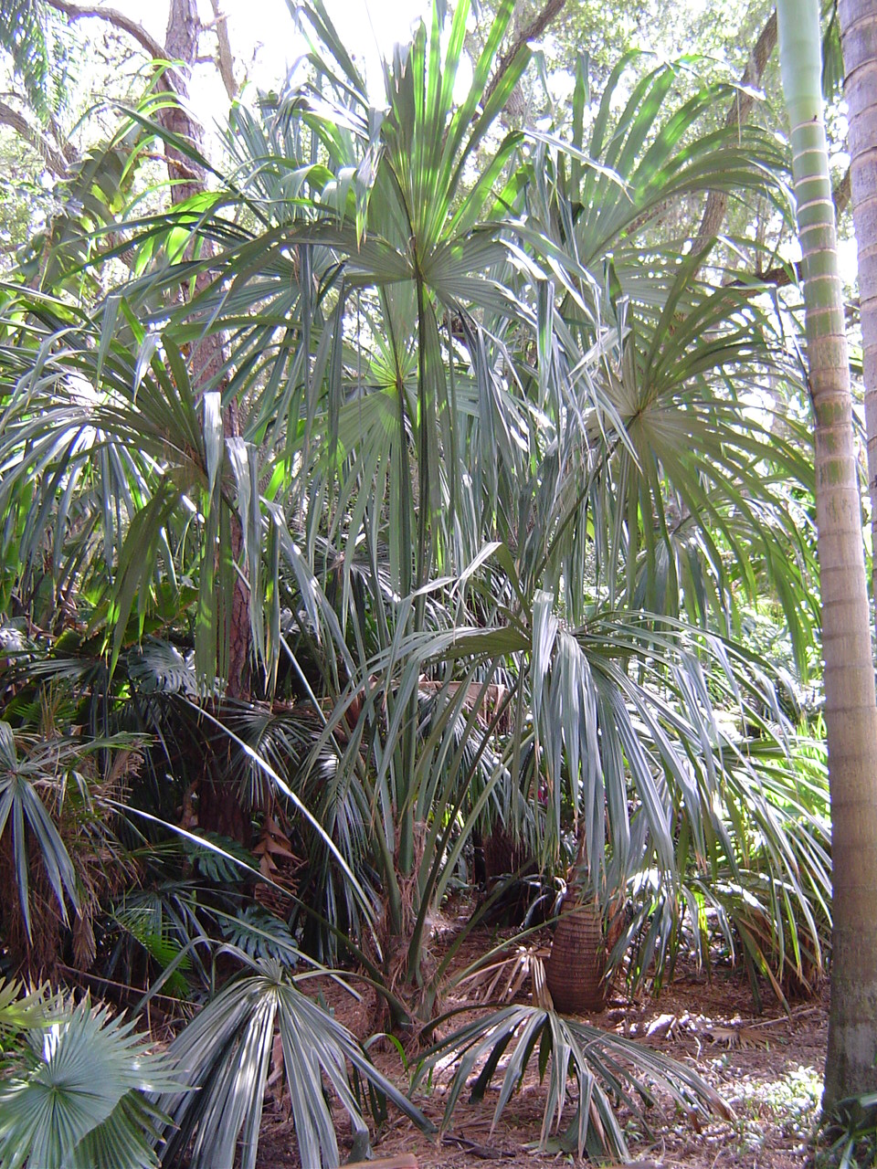 Sabal Mauritiiformis - For Sale - Palmtalk