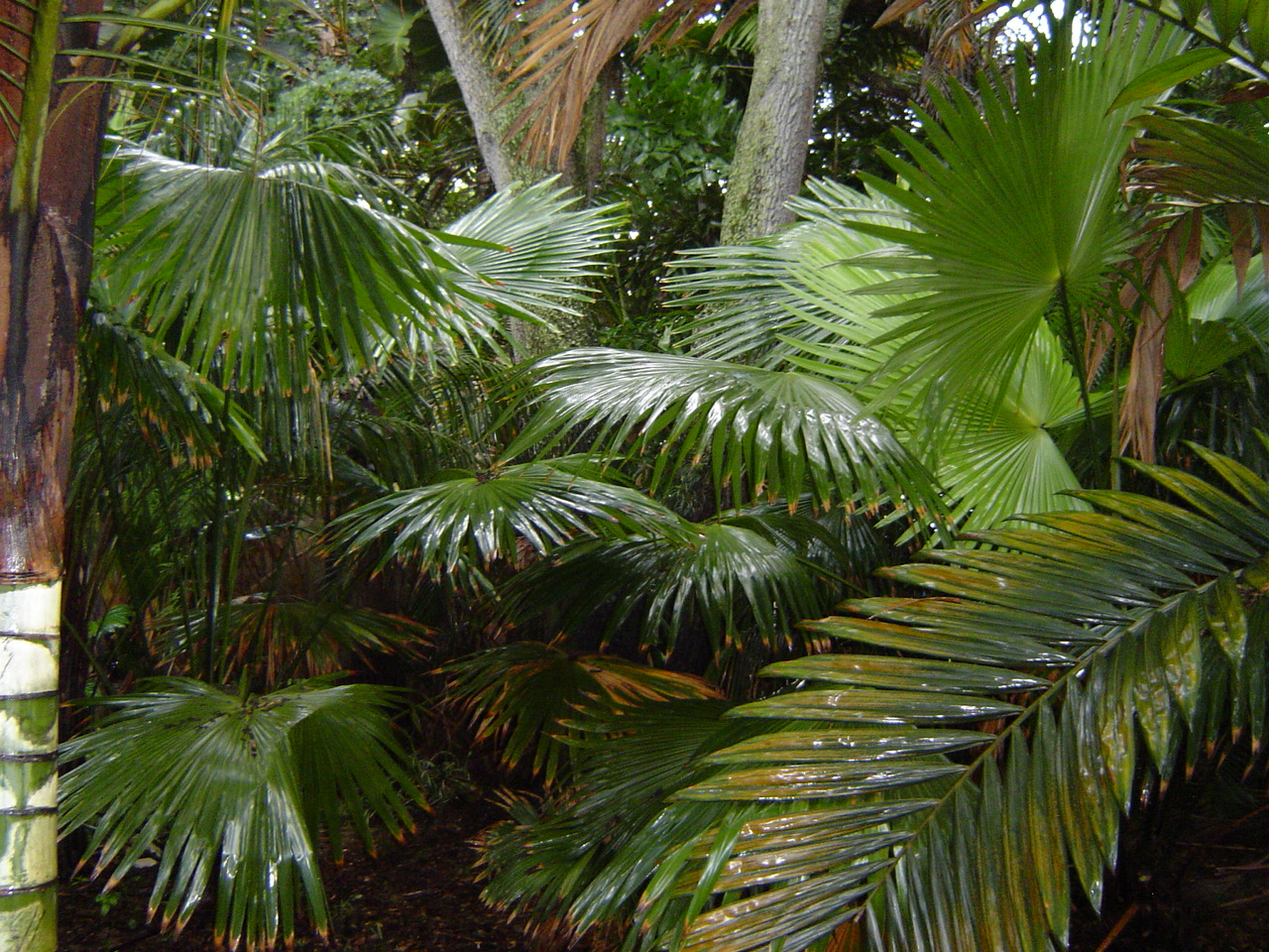 livistona Jenkinsiana - DISCUSSING PALM TREES WORLDWIDE - PalmTalk