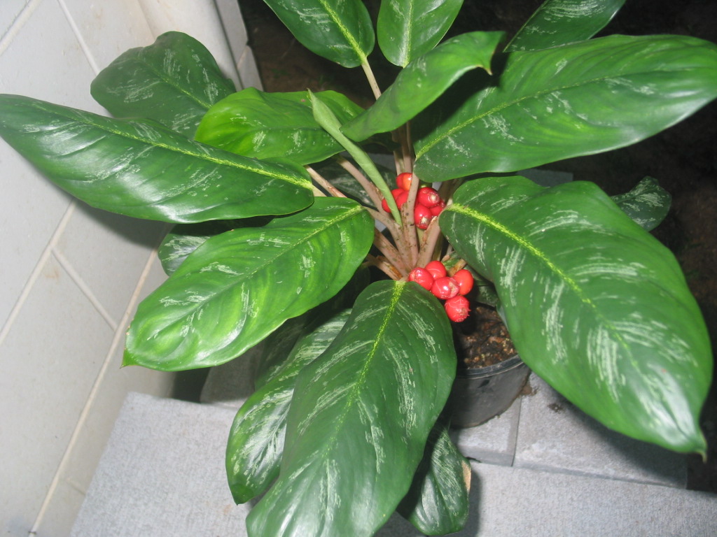 Aglaonema tricolor  TROPICAL LOOKING PLANTS Other Than 