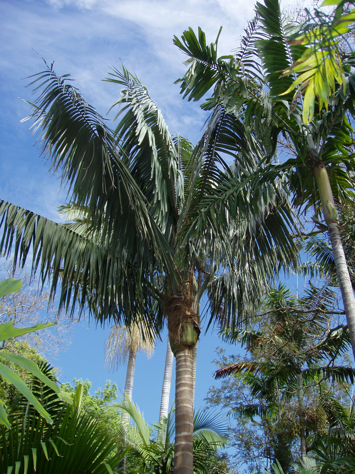 Pin on Palms as in trees