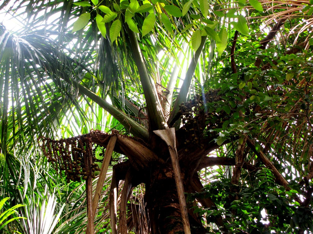 Mauritias, Leopoldinia pulchra, and the Beach - DISCUSSING PALM TREES ...