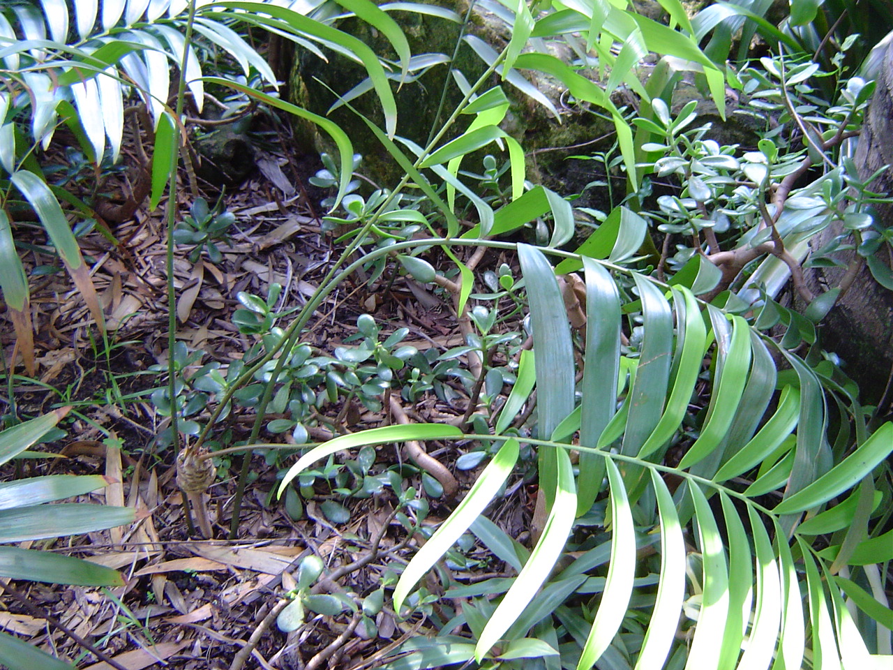 Zamia polymorpha - TROPICAL LOOKING PLANTS - Other Than Palms - PalmTalk