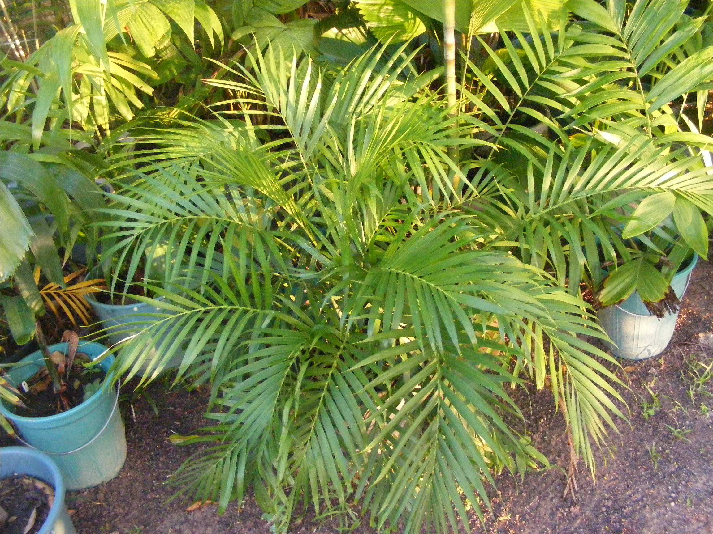 Oldest Palms from seed - DISCUSSING PALM TREES WORLDWIDE - PalmTalk