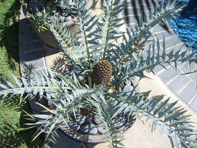 Mature Encephalartos horridus - For Sale - PalmTalk