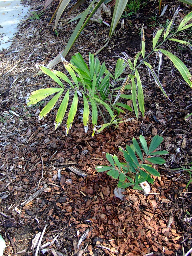 Recapping My Summer Plantings - DISCUSSING PALM TREES WORLDWIDE - PalmTalk