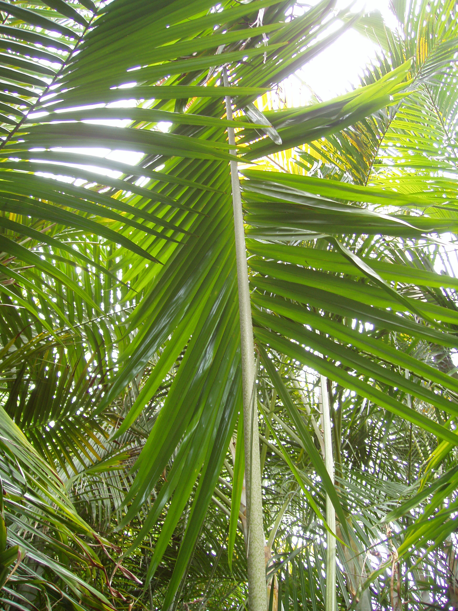 Dypsis Lastelliana Sp. Big Red - Discussing Palm Trees Worldwide - Palmtalk