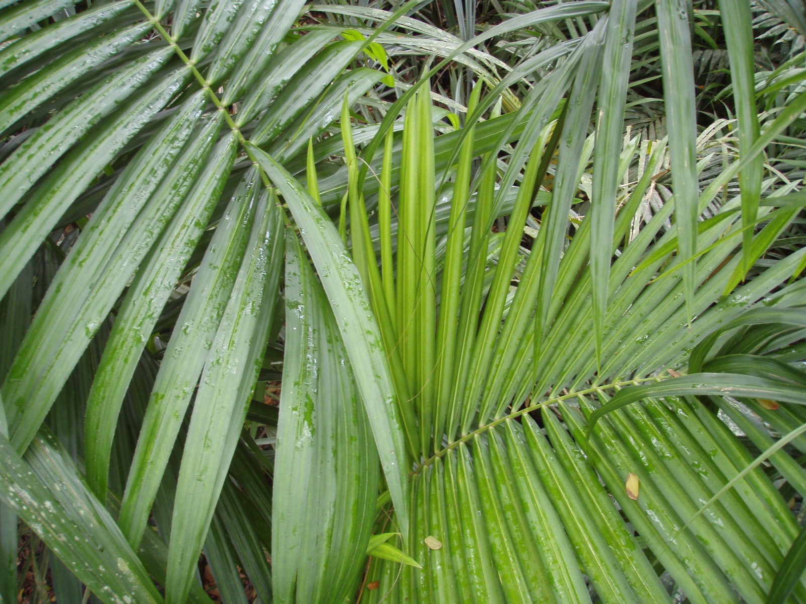 Who else has Raphia palms ? - DISCUSSING PALM TREES WORLDWIDE - PalmTalk